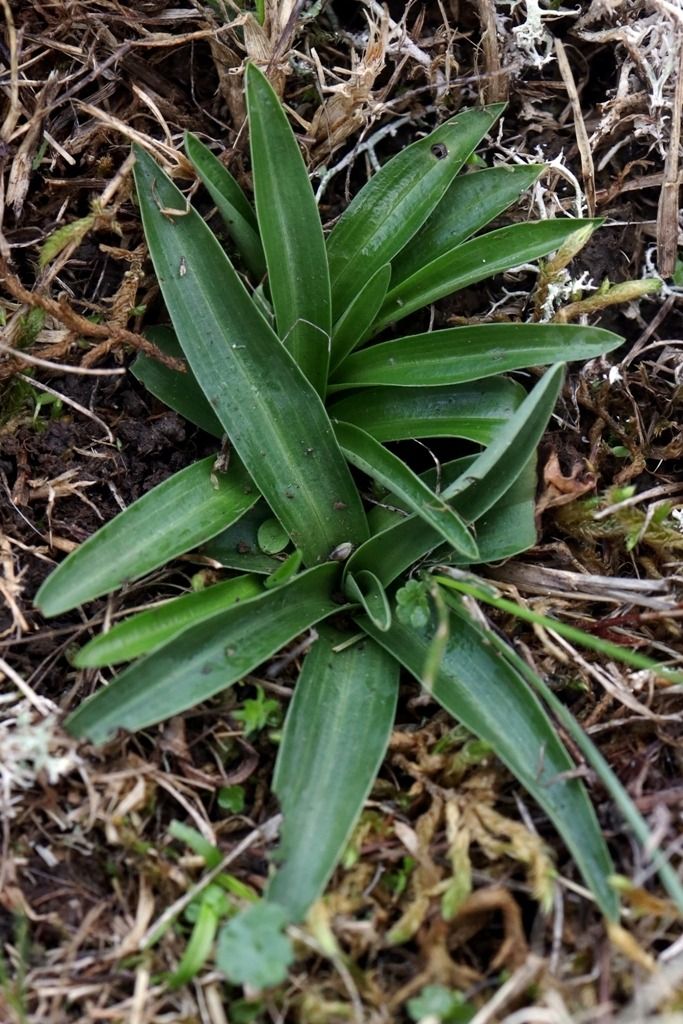Anacamptis morio  - Ghislain Constans
