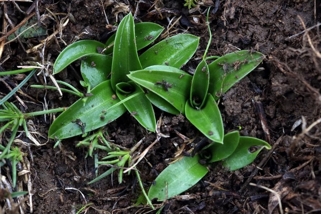 Anacamptis morio  - Ghislain Constans