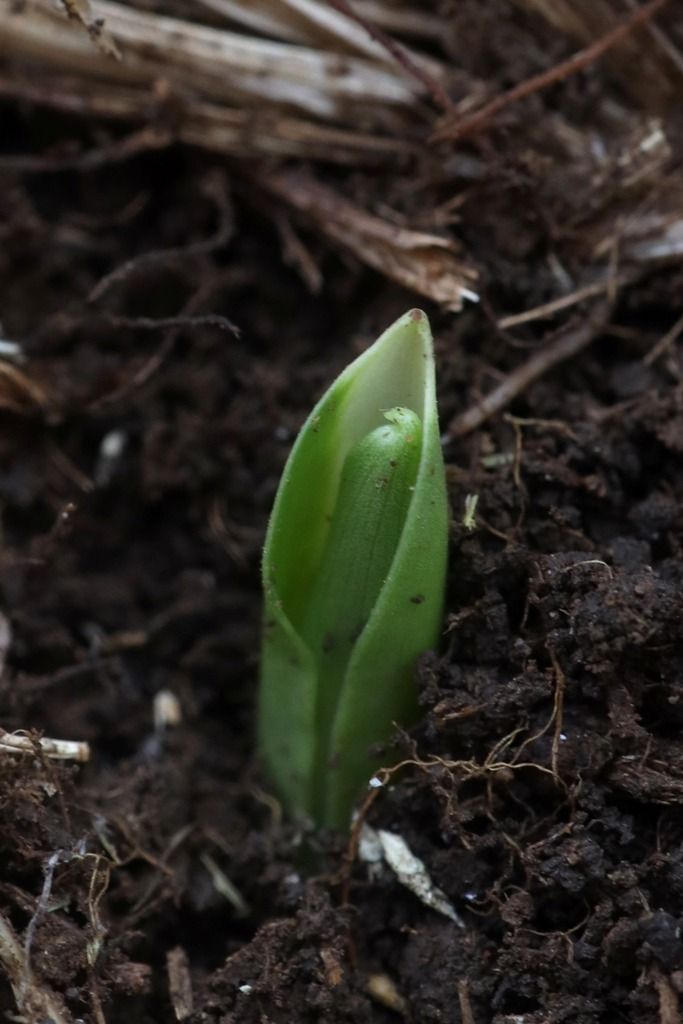 Orchis mascula  - Ghislain Constans