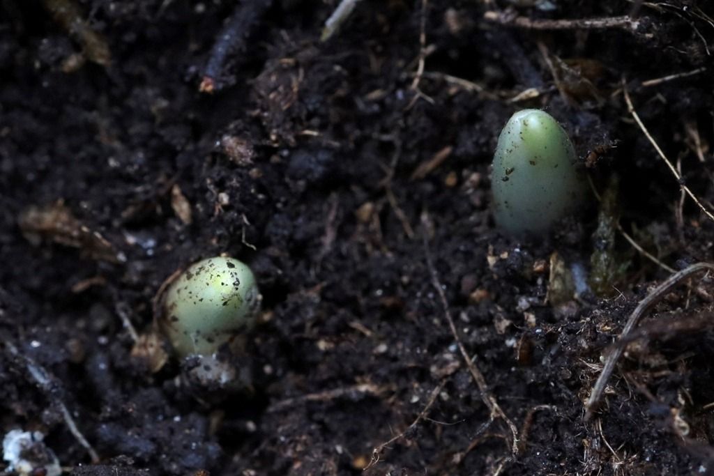 Dactylorhiza sambucina  - Ghislain Constans
