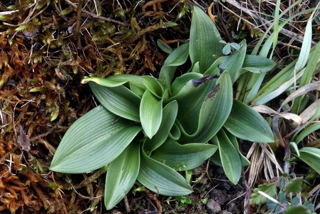 Ophrys sphegodes  - Ghislain Constans