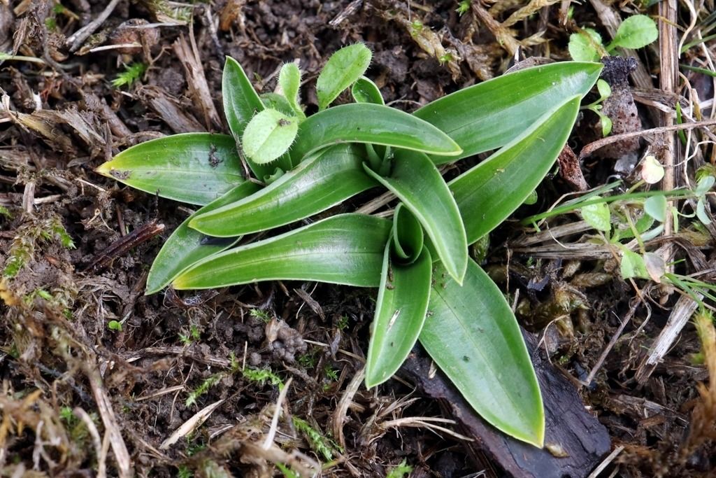 Anacamptis morio  - Ghislain Constans