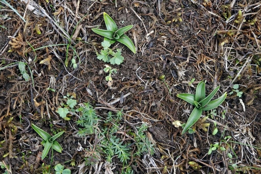 Anacamptis morio  - Ghislain Constans