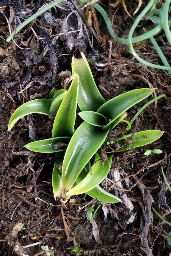 Anacamptis morio  - Ghislain Constans