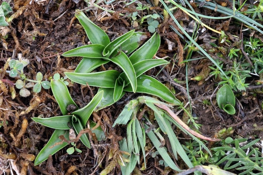 Anacamptis morio  - Ghislain Constans