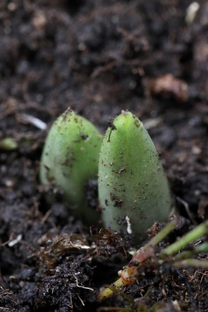 Dactylorhiza sambucina  - Ghislain Constans