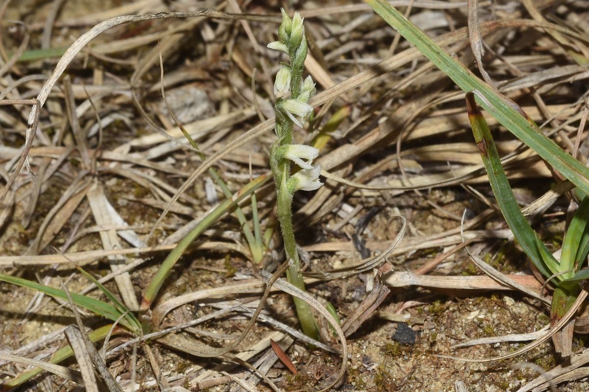Spiranthes spiralis  - Jean-Christophe Blanchard