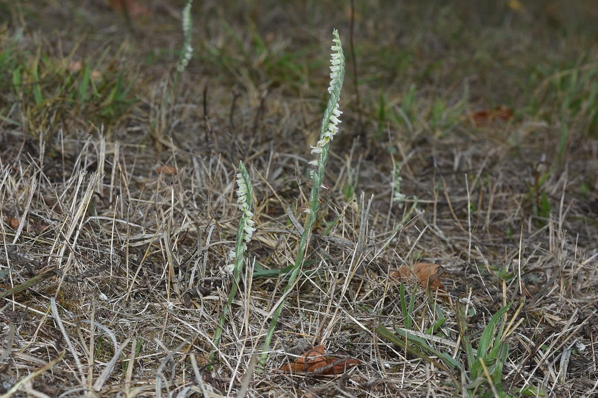 Spiranthes spiralis  - Jean-Christophe Blanchard