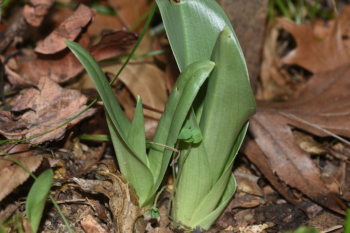 Himantoglossum hircinum  - Jean-Christophe Blanchard