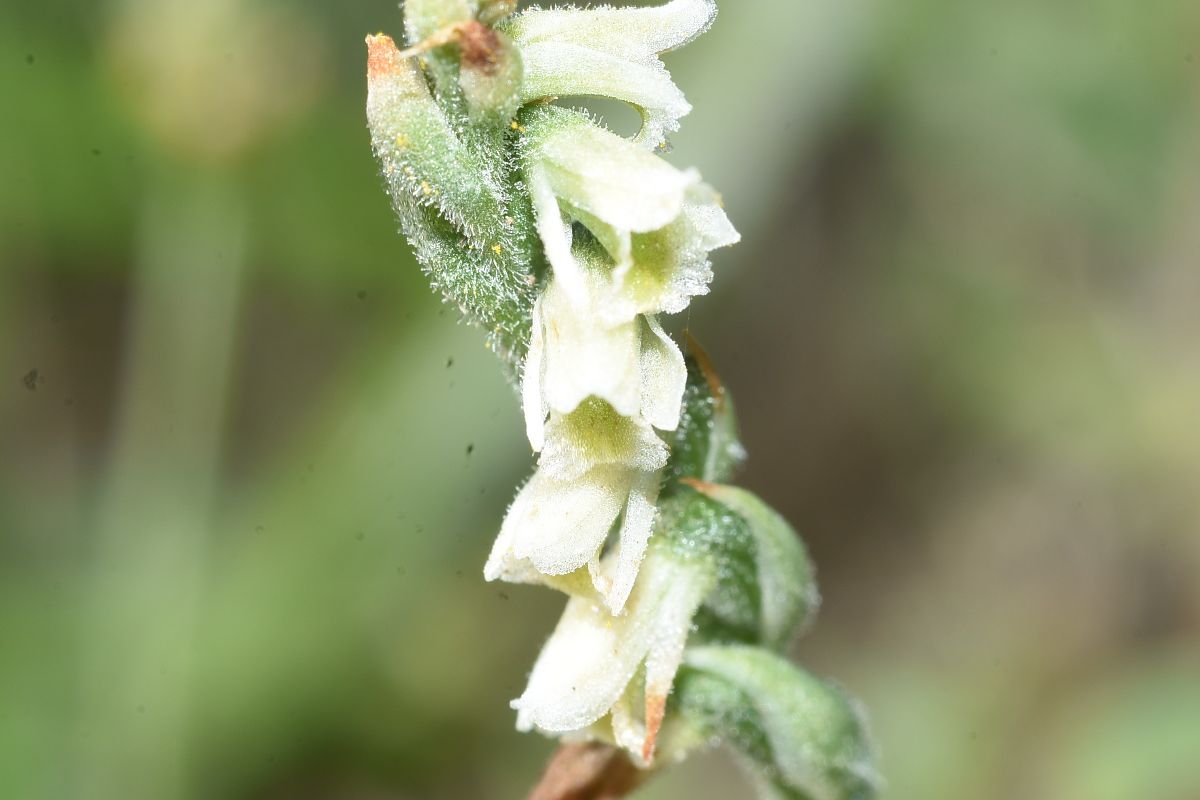 Spiranthes spiralis  - Jean-Christophe Blanchard