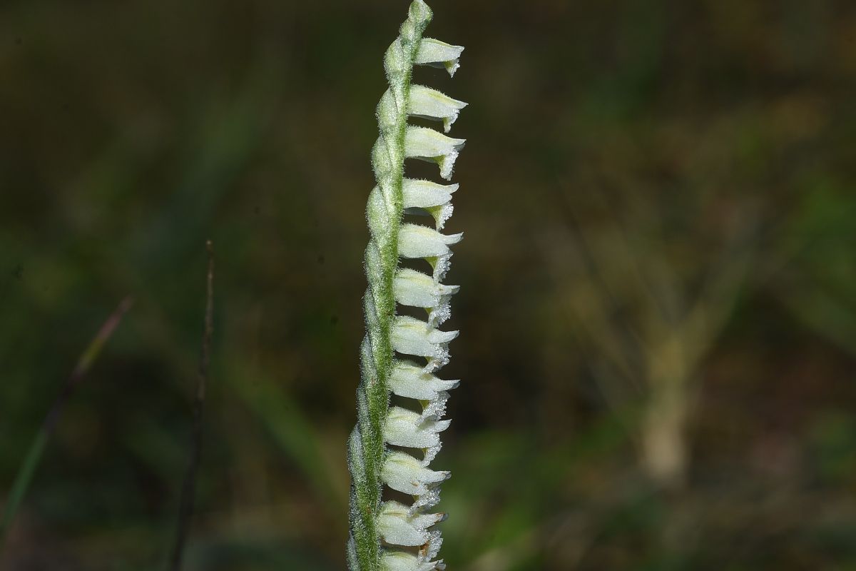 Spiranthes spiralis  - Jean-Christophe Blanchard