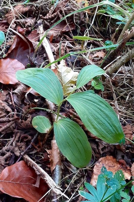 Epipactis helleborine  - Nicole Taillandier