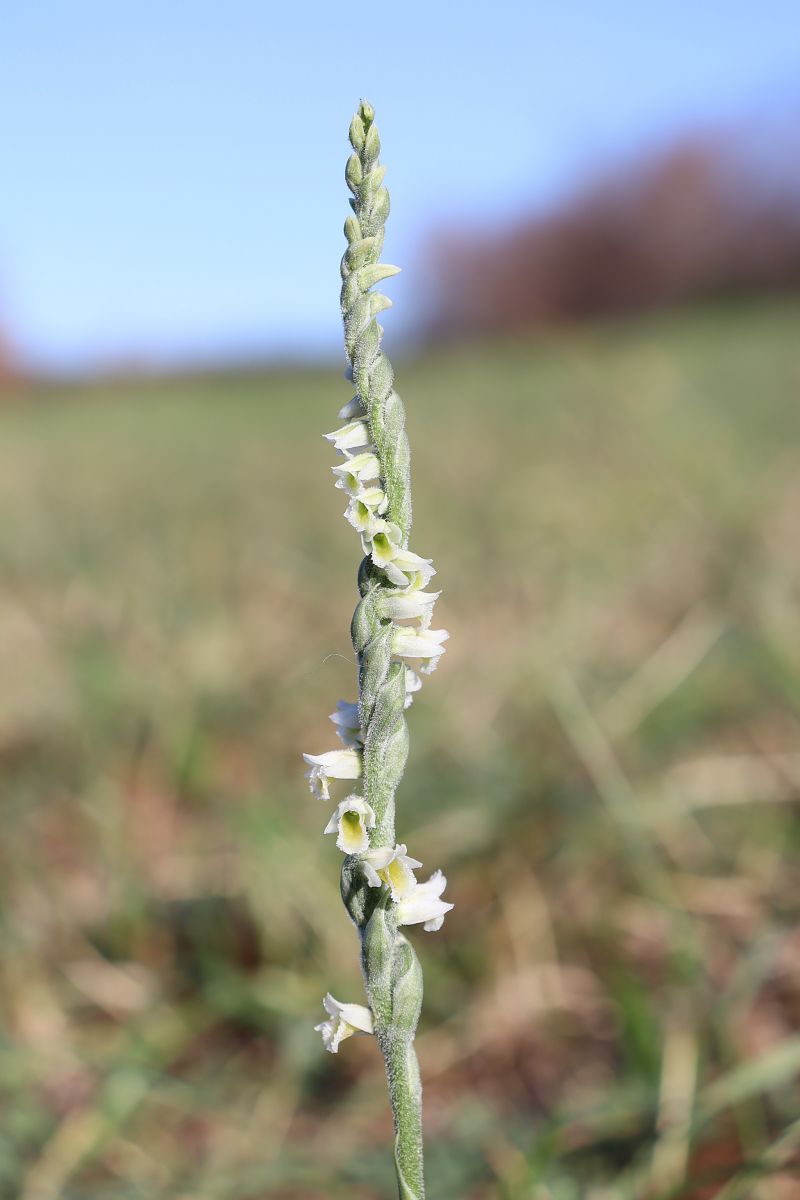 Spiranthes spiralis  - Vincent Gillet (21)