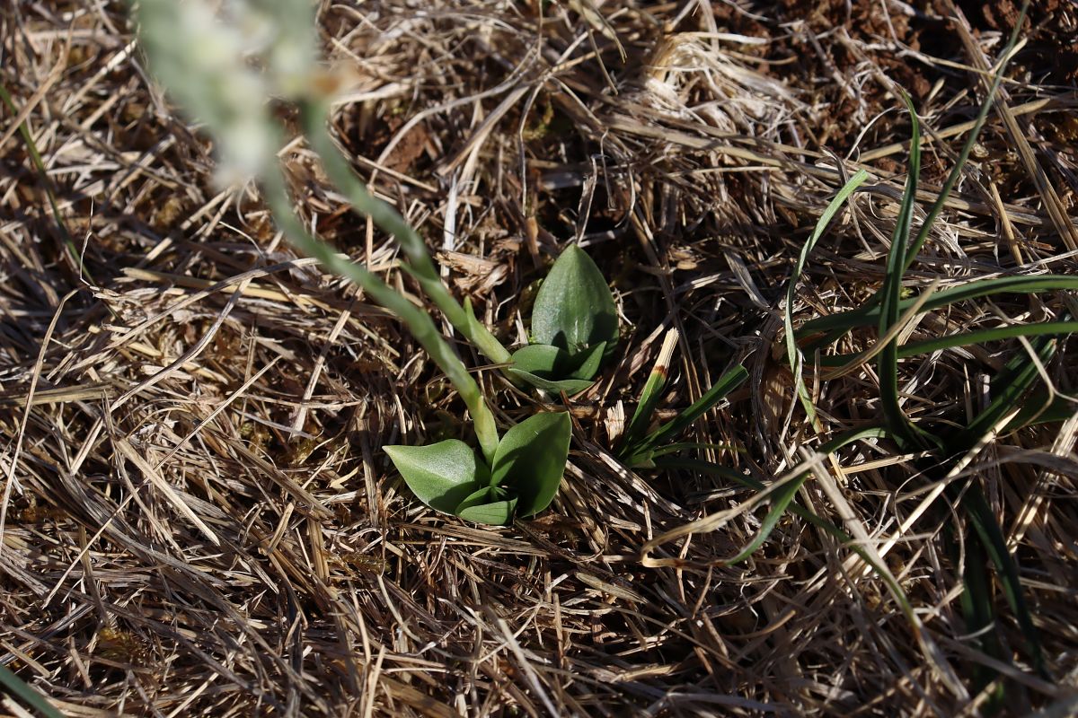 Spiranthes spiralis  - Vincent Gillet (21)