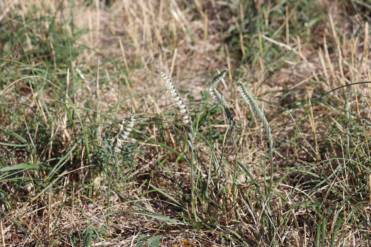 Spiranthes spiralis  - Vincent Gillet (21)