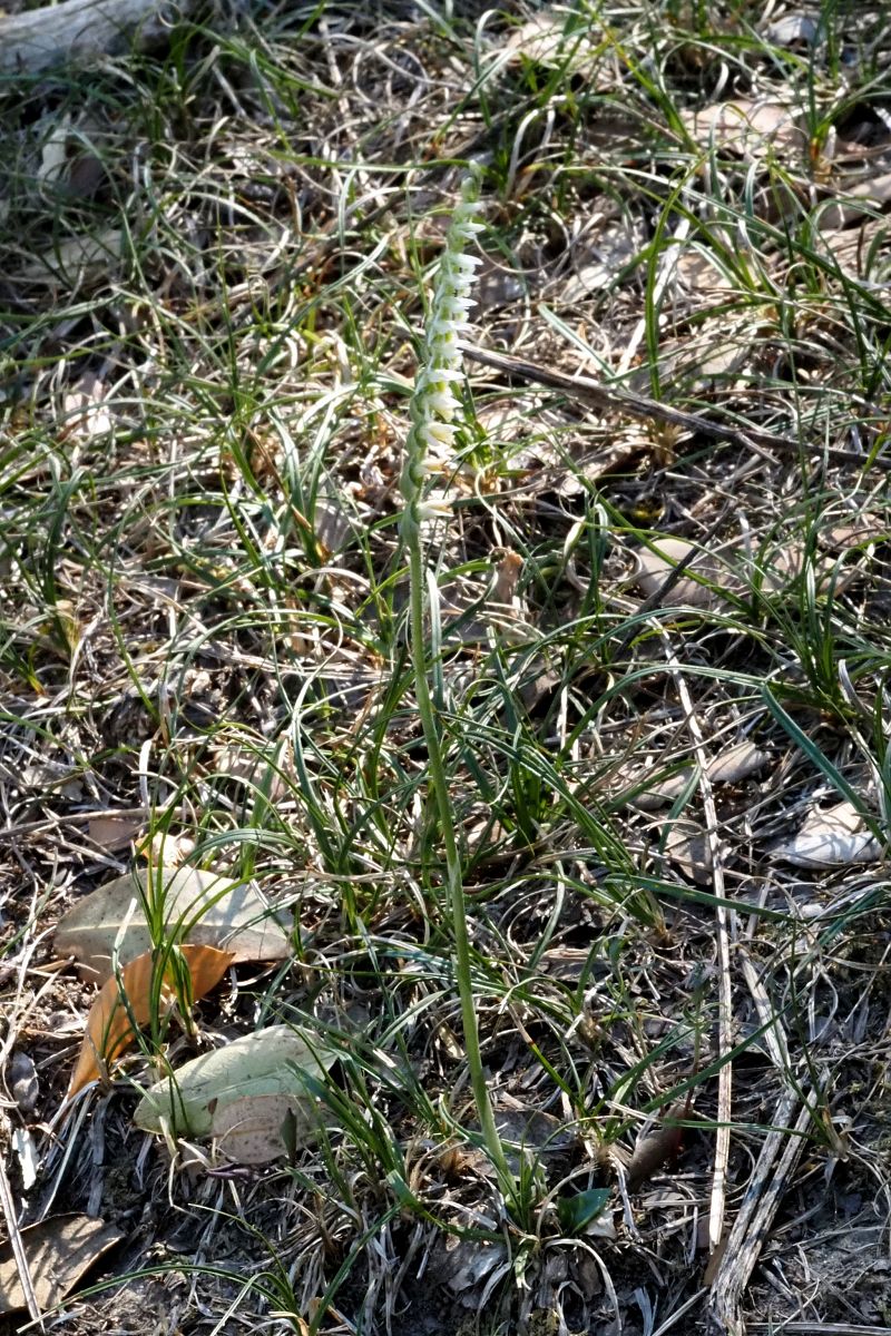 Spiranthes spiralis  - Jany Husson