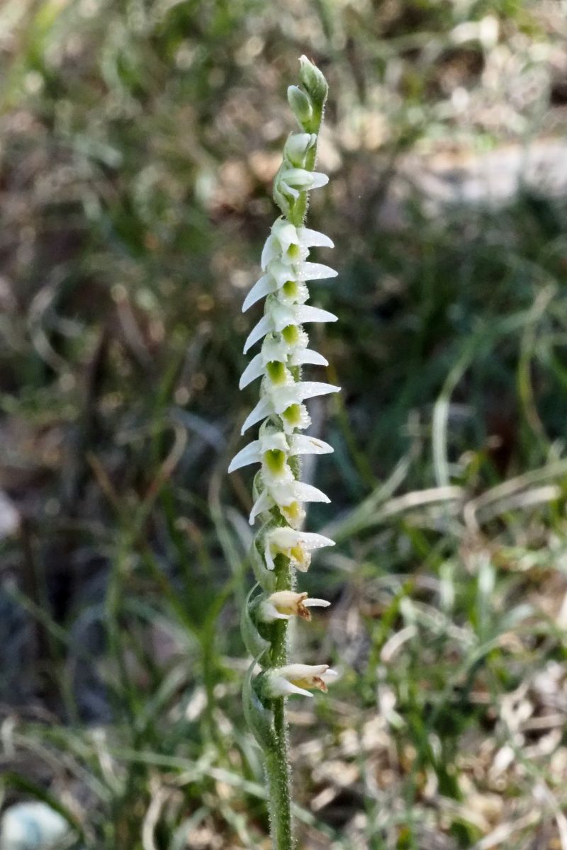 Spiranthes spiralis  - Jany Husson