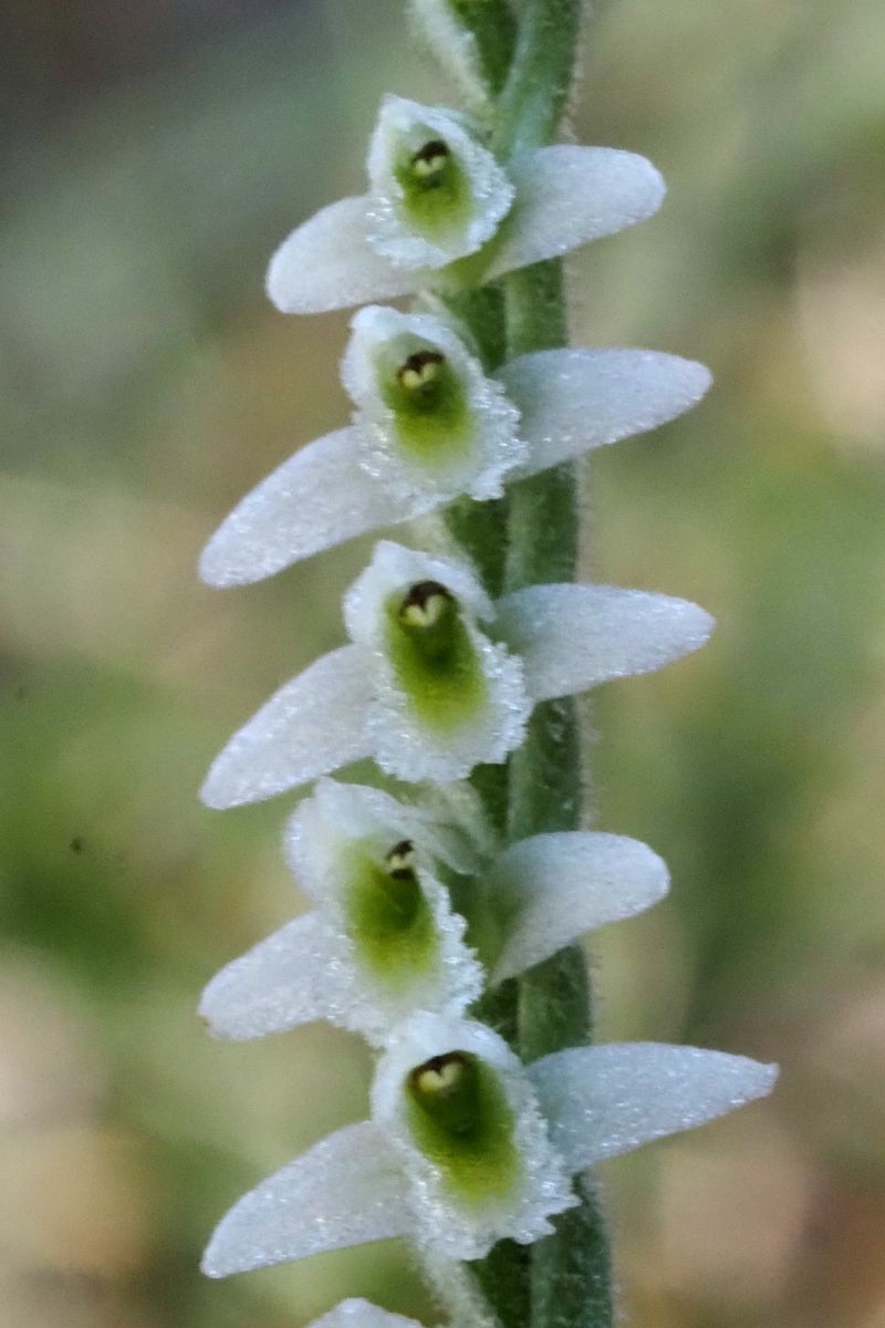 Spiranthes spiralis  - Jany Husson