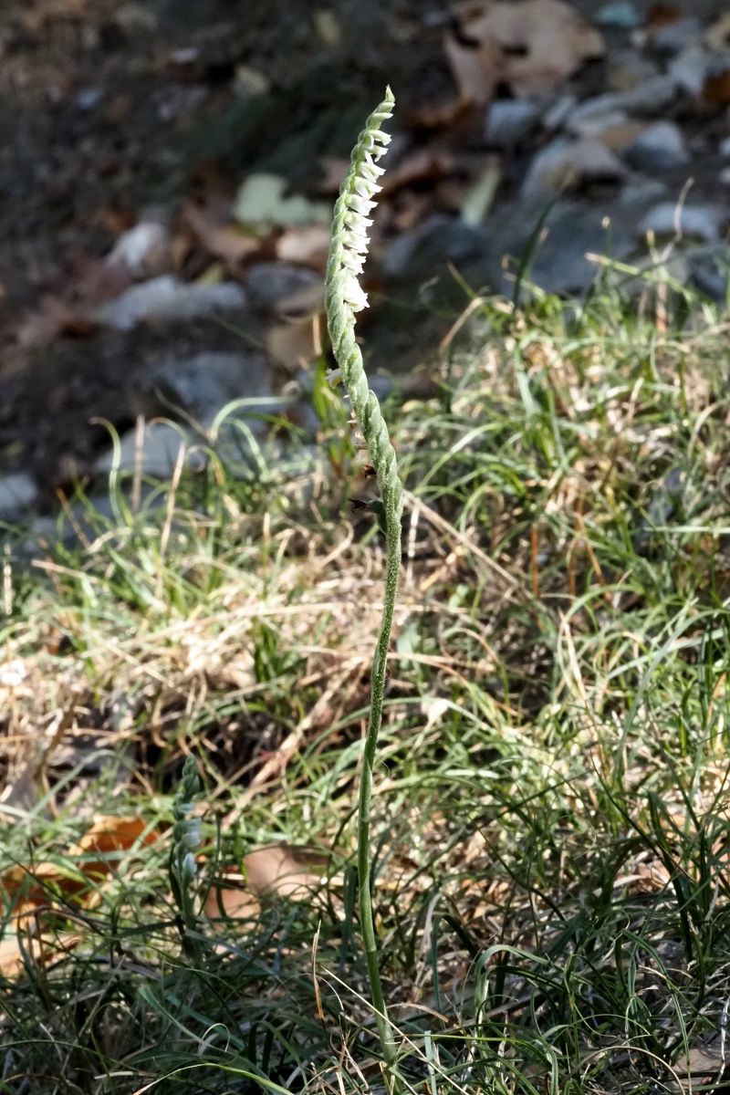 Spiranthes spiralis  - Jany Husson
