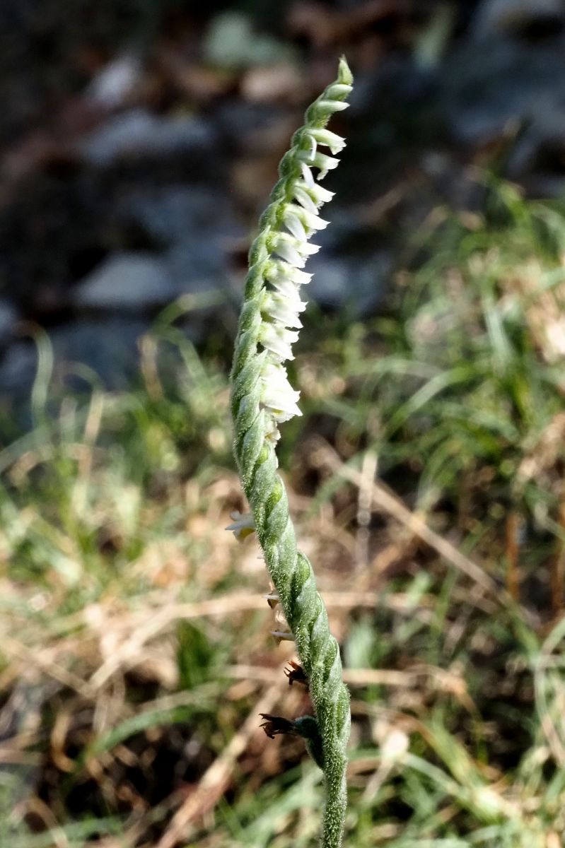 Spiranthes spiralis  - Jany Husson
