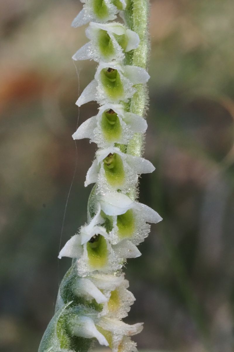 Spiranthes spiralis  - Jany Husson