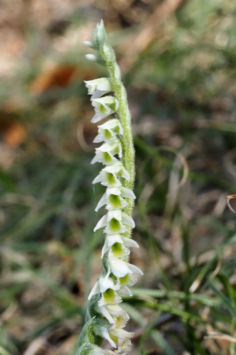 Spiranthes spiralis  - Jany Husson
