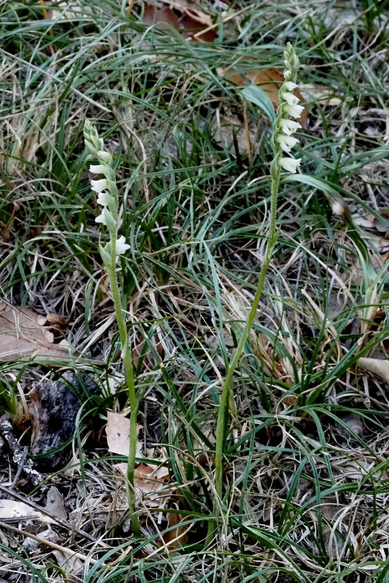 Spiranthes spiralis  - Jany Husson