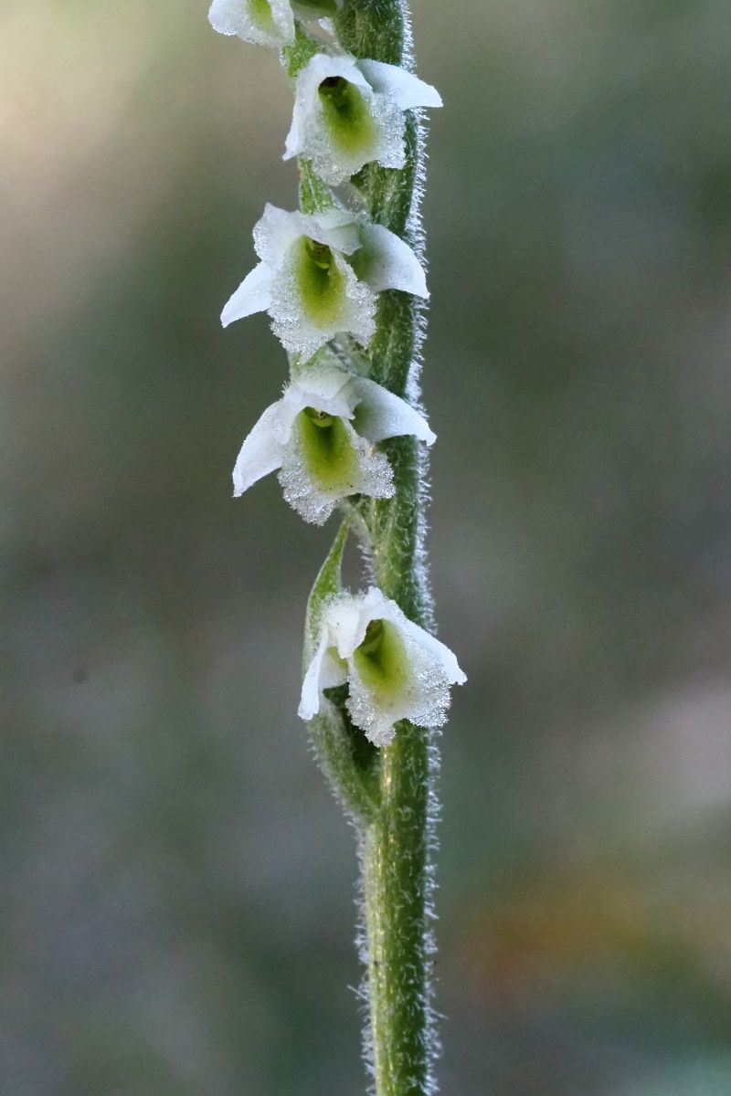Spiranthes spiralis  - Jany Husson