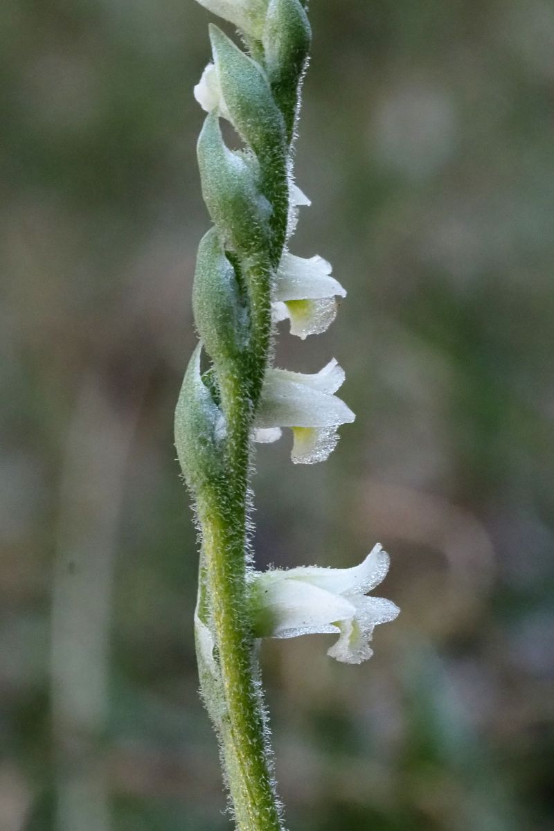 Spiranthes spiralis  - Jany Husson
