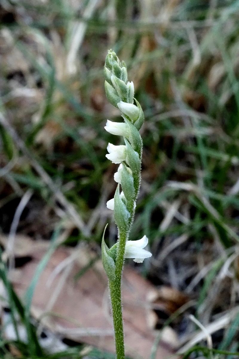 Spiranthes spiralis  - Jany Husson