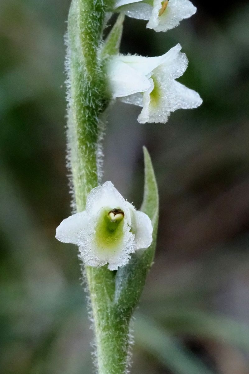 Spiranthes spiralis  - Jany Husson