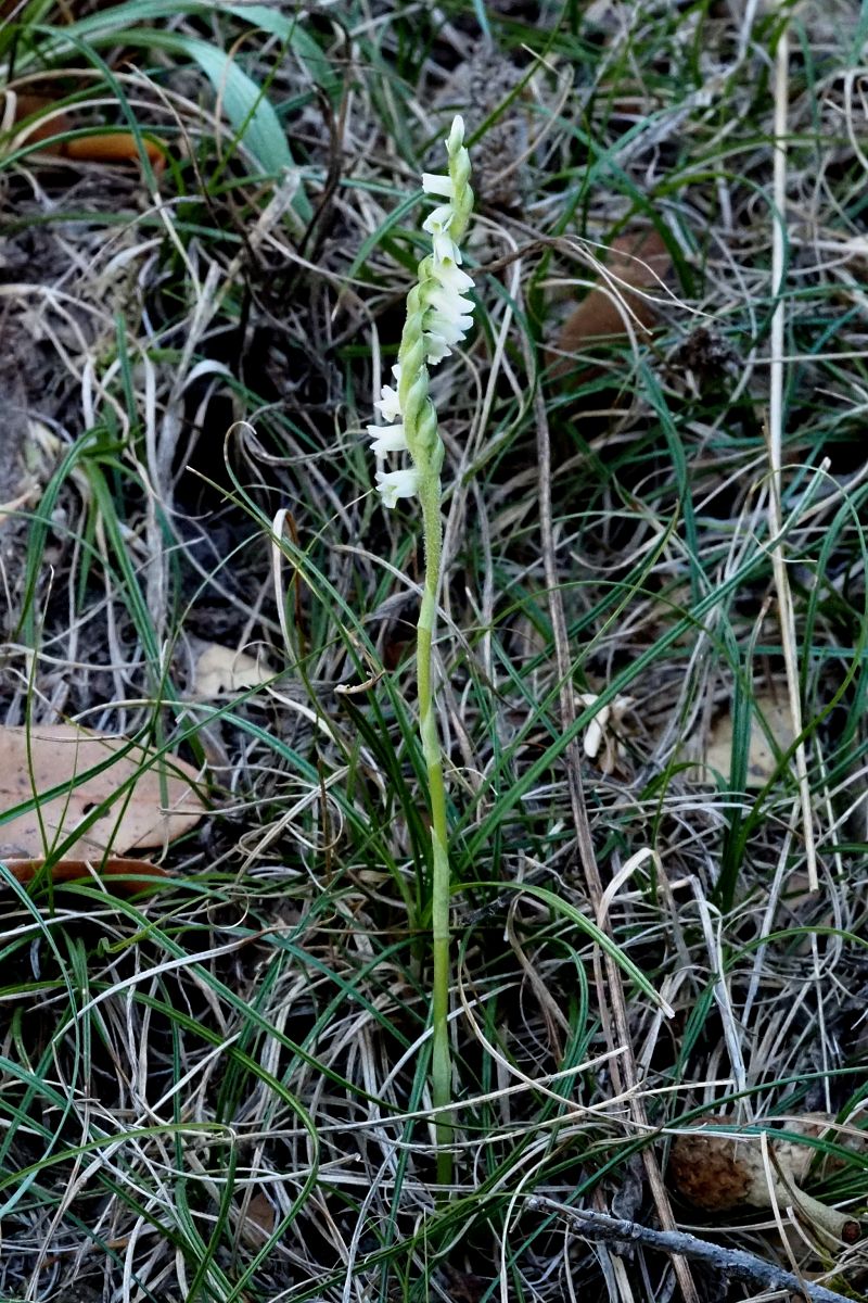 Spiranthes spiralis  - Jany Husson