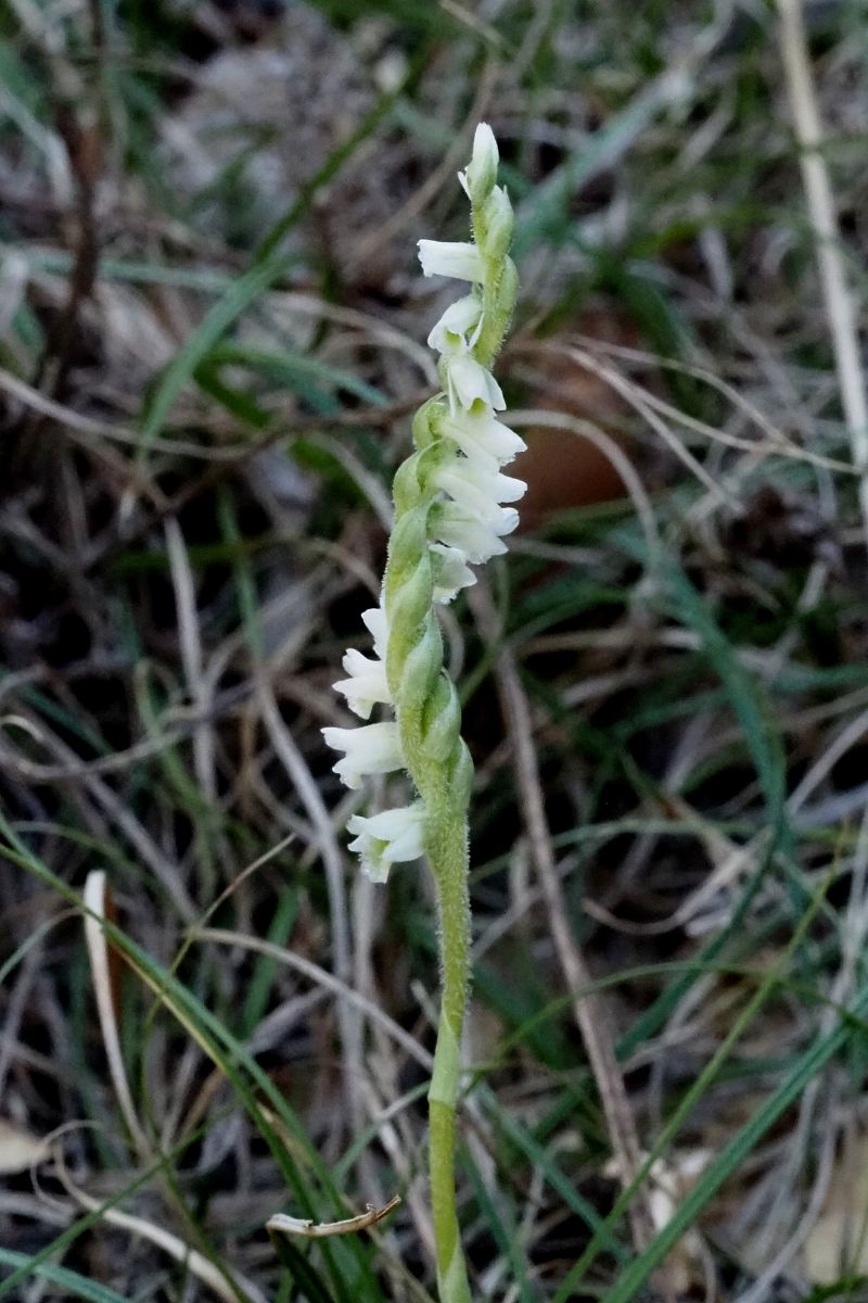 Spiranthes spiralis  - Jany Husson