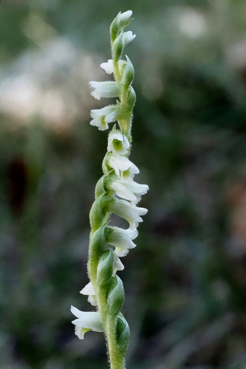 Spiranthes spiralis  - Jany Husson