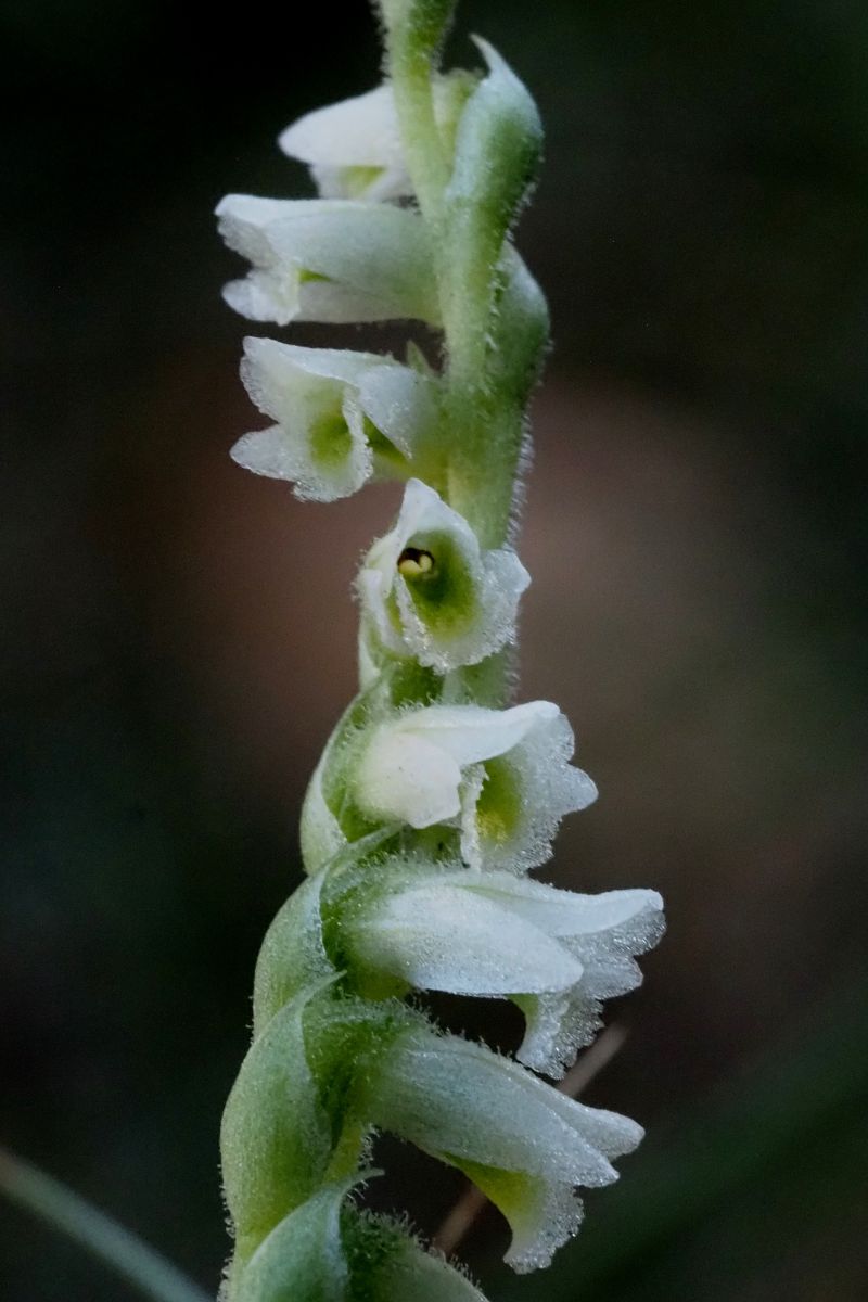 Spiranthes spiralis  - Jany Husson