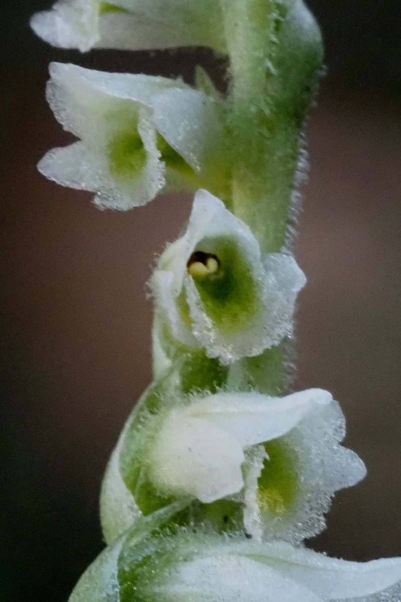 Spiranthes spiralis  - Jany Husson