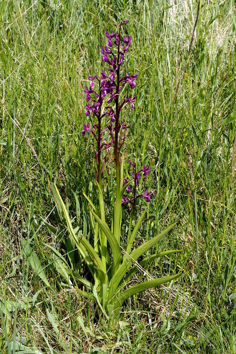 Anacamptis laxiflora  - Jany Husson