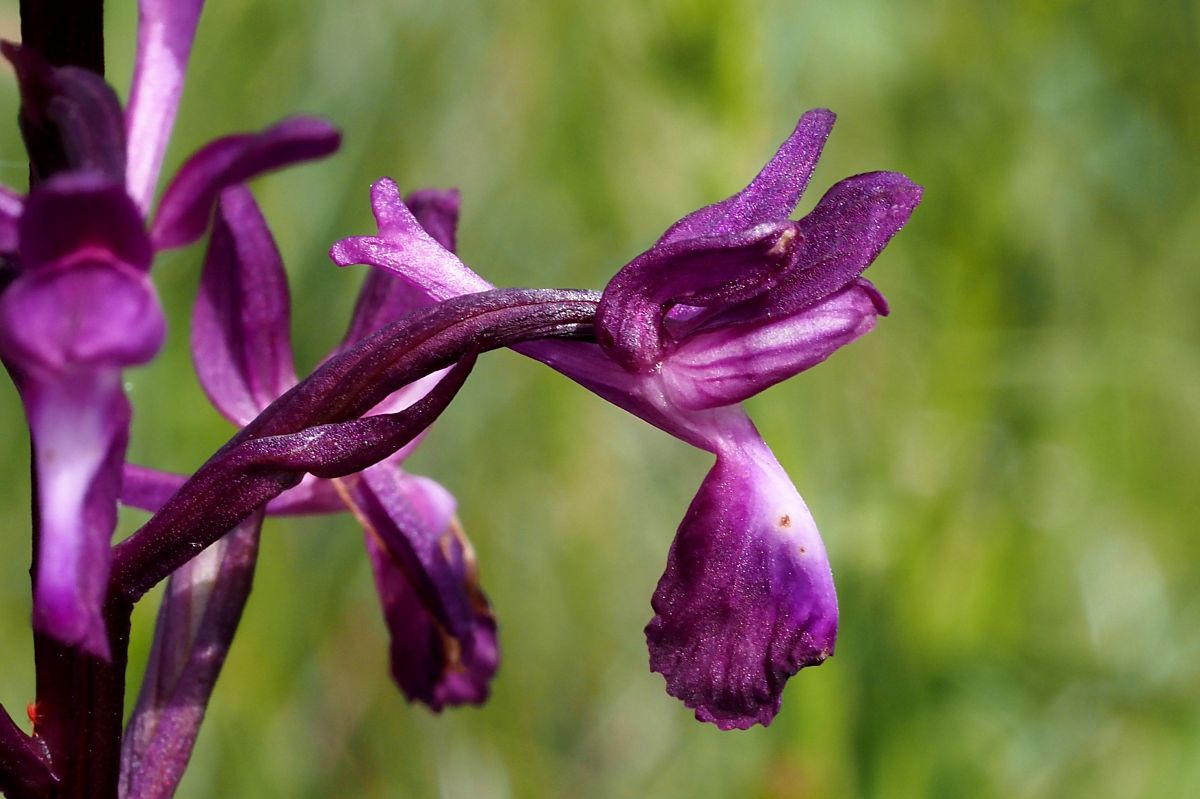 Anacamptis laxiflora  - Jany Husson