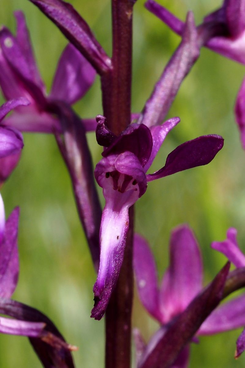 Anacamptis laxiflora  - Jany Husson