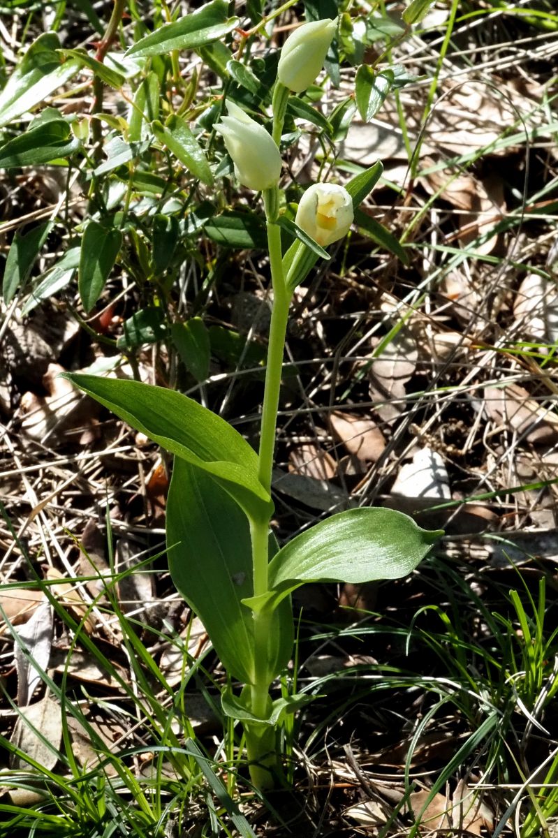 Cephalanthera damasonium  - Jany Husson