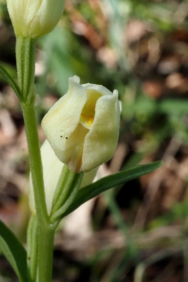 Cephalanthera damasonium  - Jany Husson