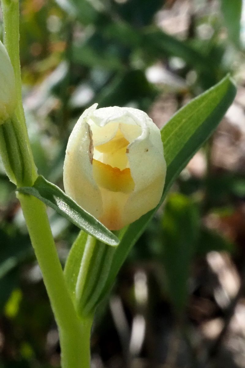 Cephalanthera damasonium  - Jany Husson