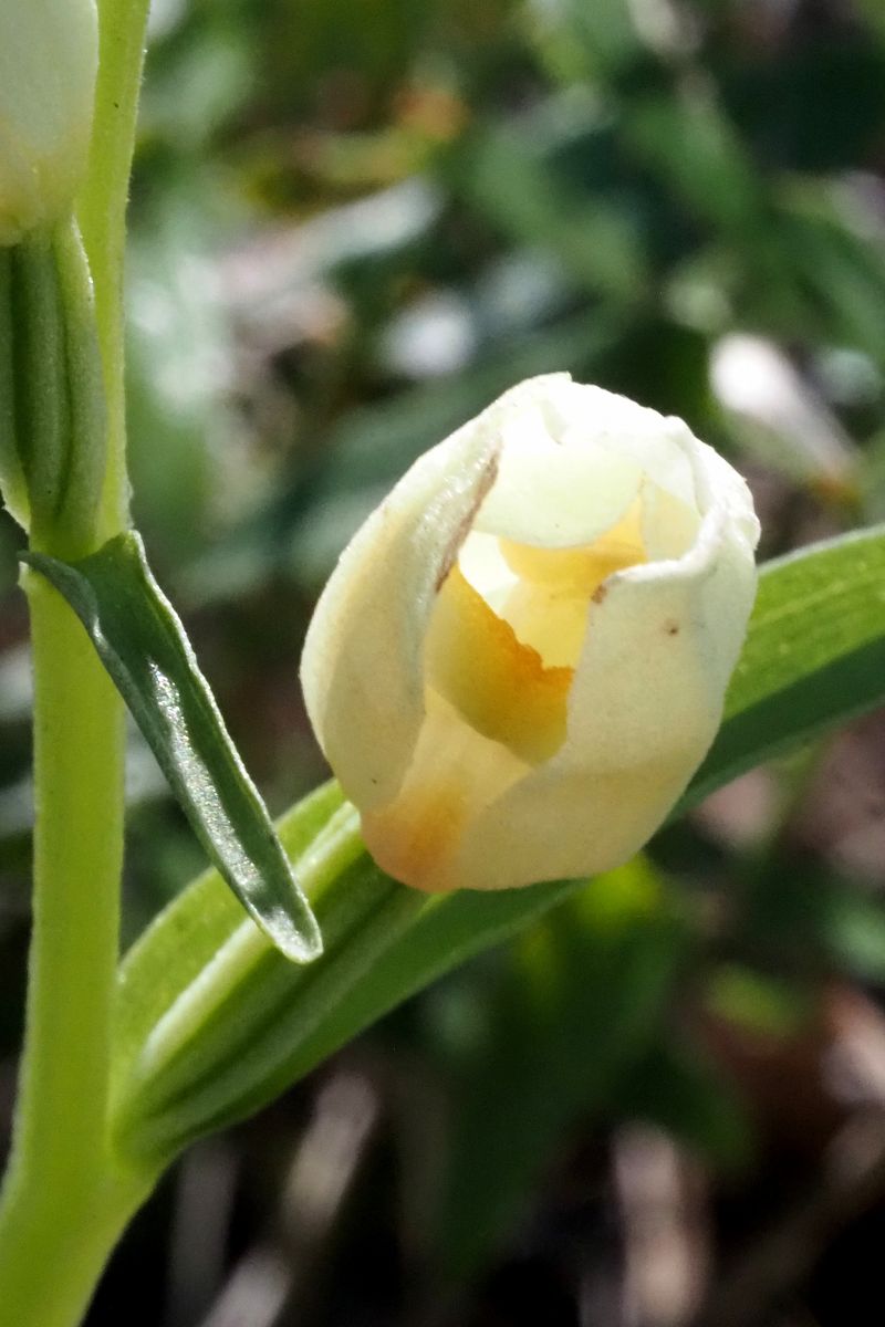 Cephalanthera damasonium  - Jany Husson