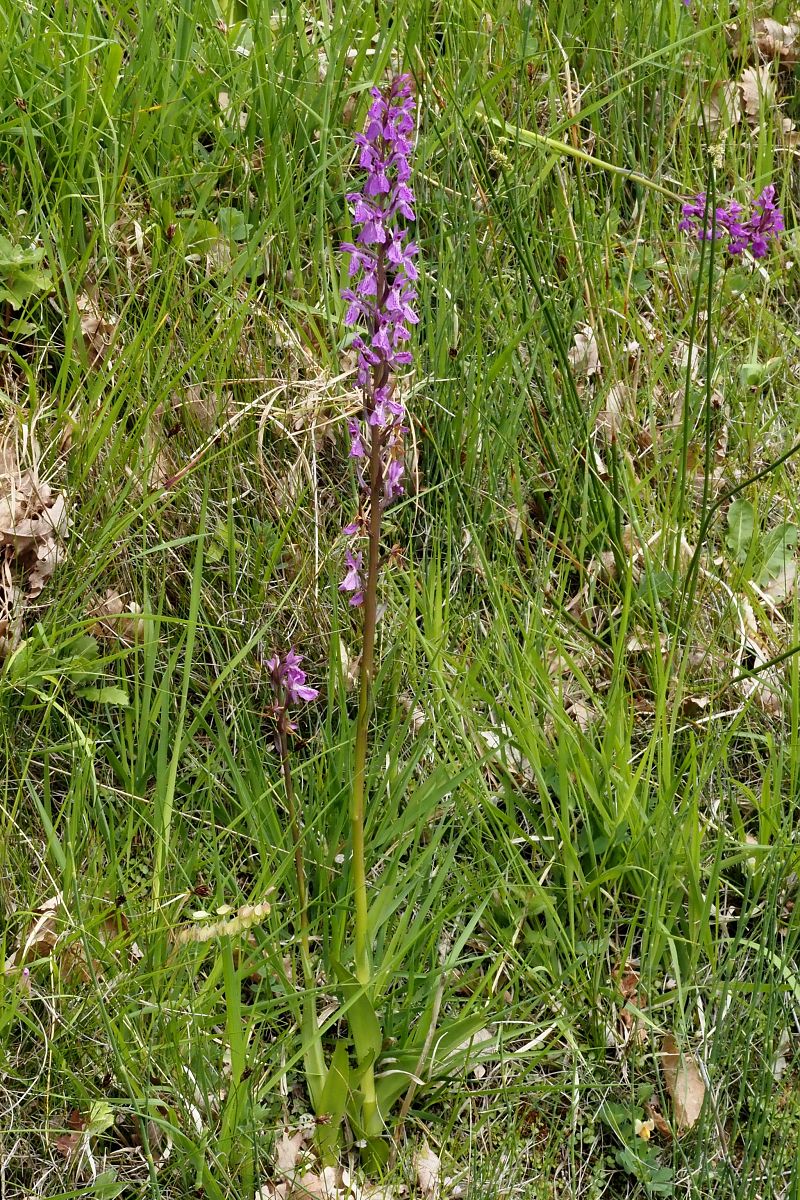 Dactylorhiza elata  - Jany Husson