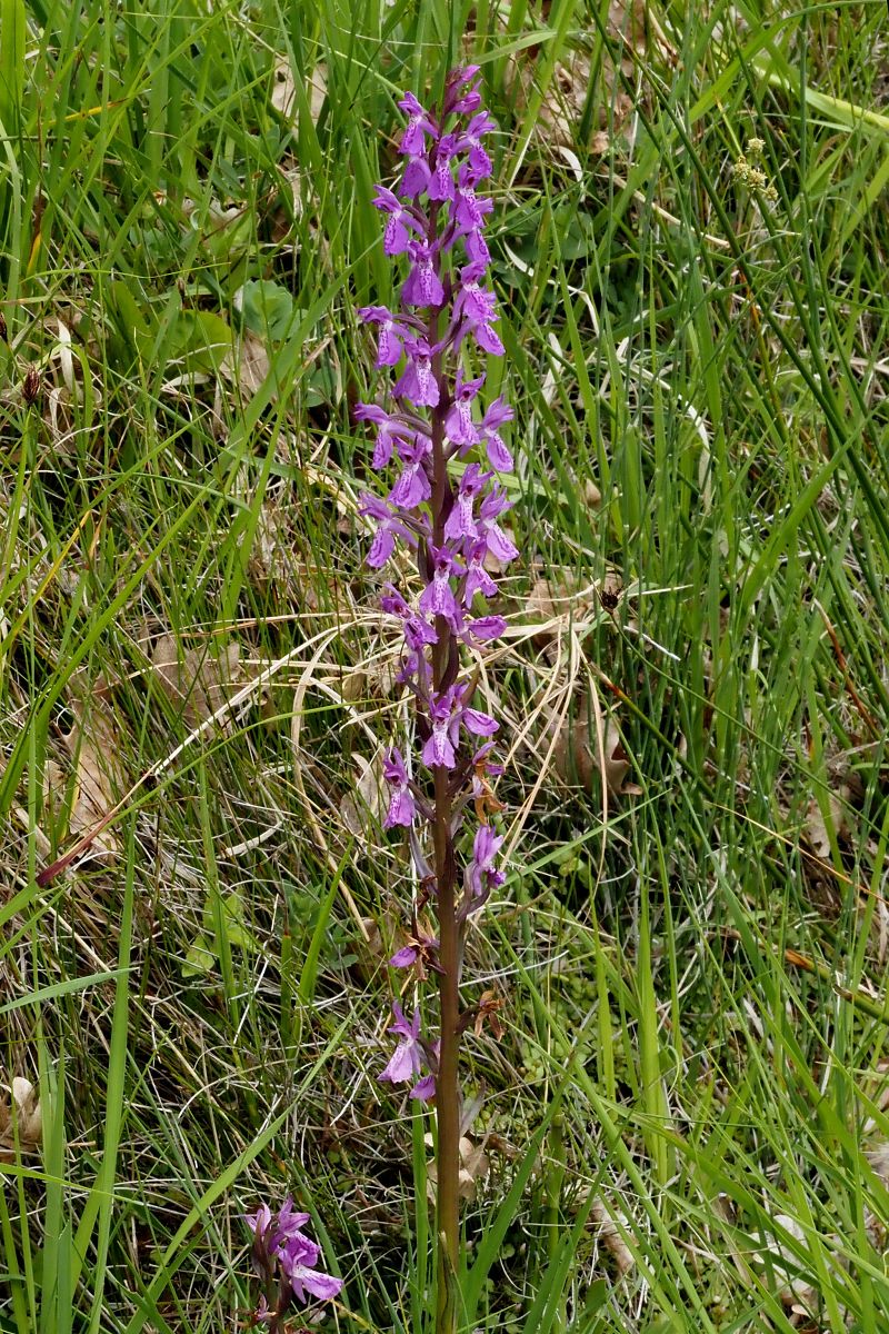 Dactylorhiza elata  - Jany Husson