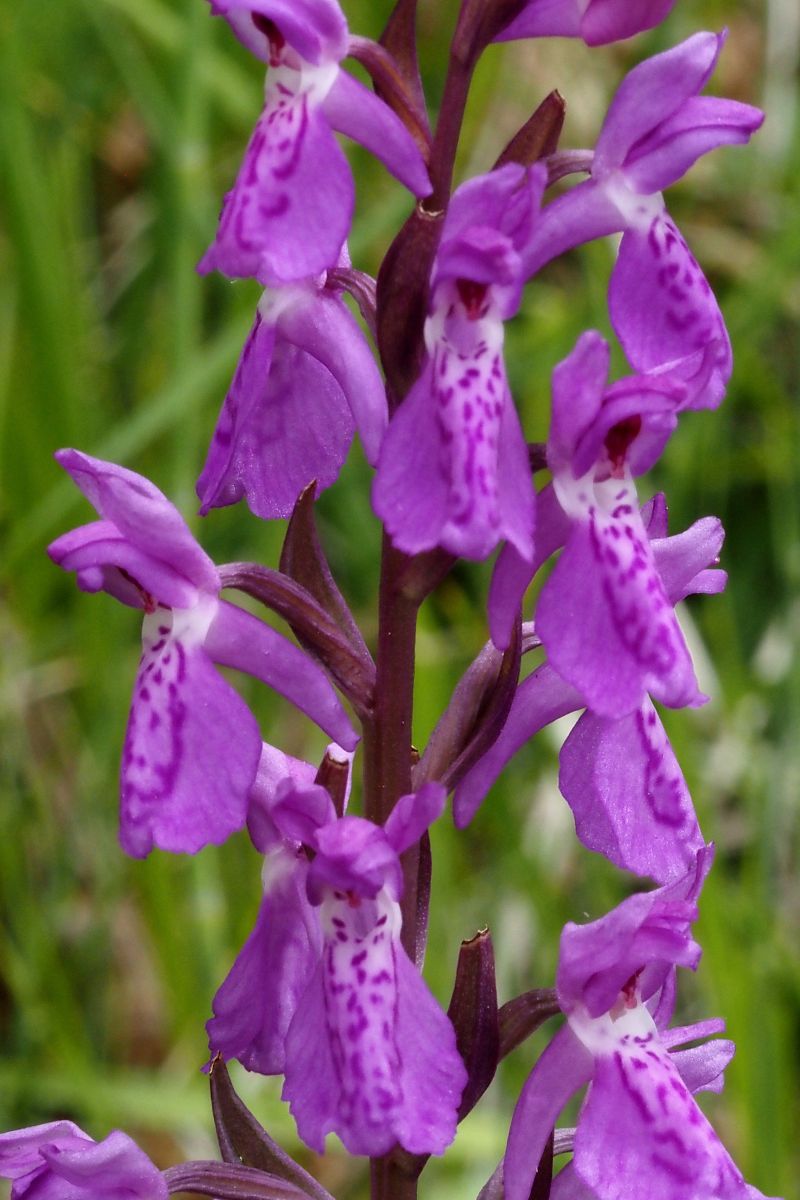 Dactylorhiza elata  - Jany Husson