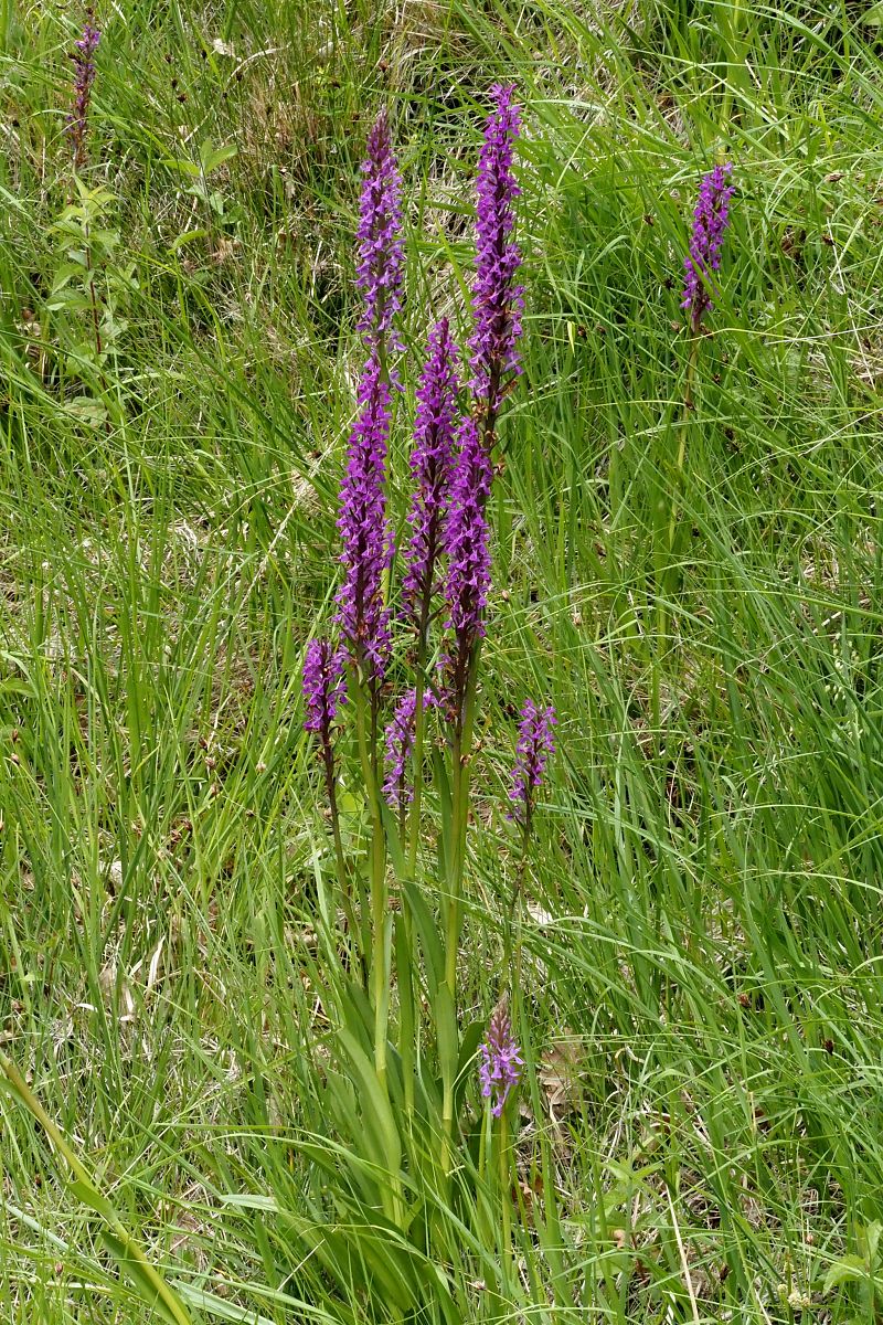 Dactylorhiza elata  - Jany Husson