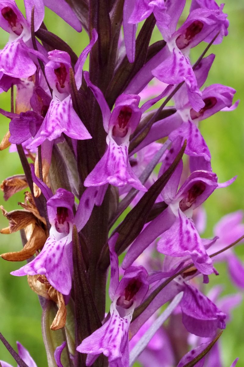 Dactylorhiza elata  - Jany Husson