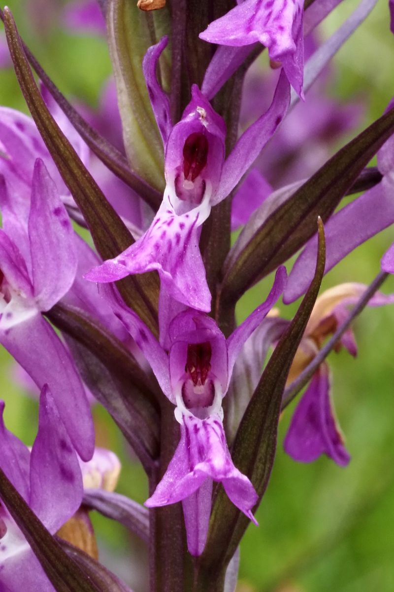Dactylorhiza elata  - Jany Husson