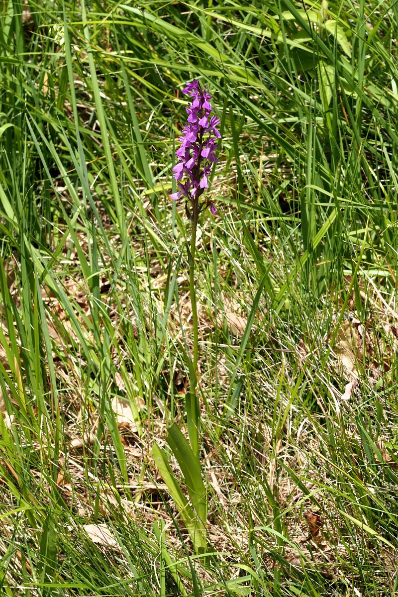 Dactylorhiza elata  - Jany Husson
